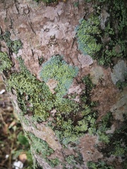 Parmeliopsis ambigua