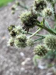Araneus saevus