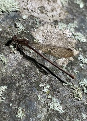 Argia fumipennis