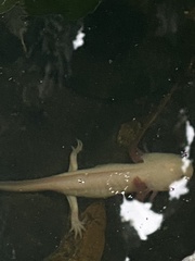 Ambystoma mexicanum