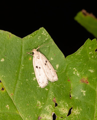 Scythropiodes issikii