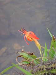 Barbacenia tomentosa