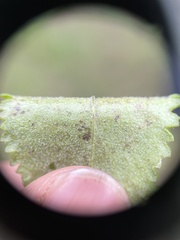 Packera paupercula pseudotomentosa