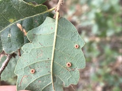 Neuroterus numismalis