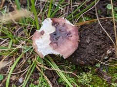 Russula