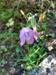 Campanula