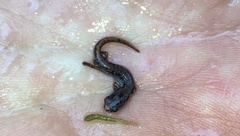 Hemidactylium scutatum