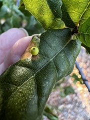 Dryocosmus minusculus