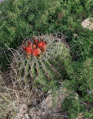 Ferocactus wislizeni