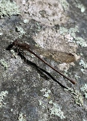 Argia fumipennis