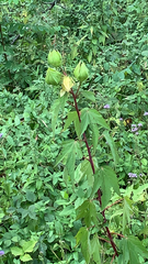 Hibiscus laevis