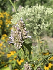 Agastache foeniculum