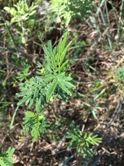 Desmanthus illinoensis