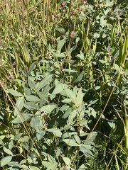 Thermopsis montana