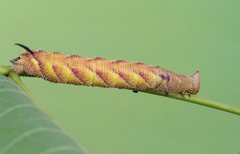 Amorpha juglandis