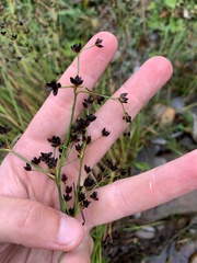 Juncus articulatus
