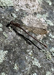 Argia fumipennis
