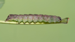 Condica vecors