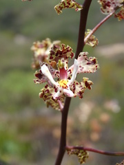 Cymbidieae