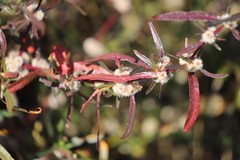 Alternanthera nodiflora