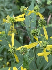 Emesaya brevipennis