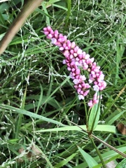 Persicaria longiseta