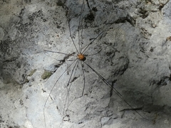 Leiobunum limbatum