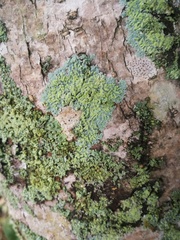 Parmeliopsis ambigua