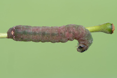 Condica vecors