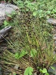 Juncus articulatus