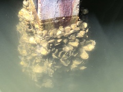 Crassostrea virginica