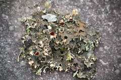 Lecanoromycetidae