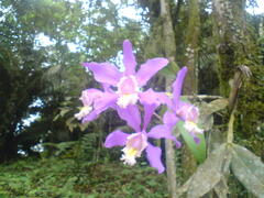 Cattleya