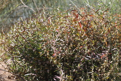 Alternanthera nodiflora