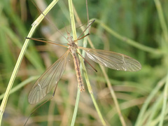 Tipula paludosa