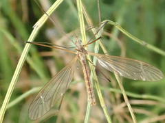 Tipula paludosa