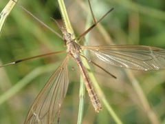 Tipula paludosa