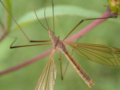 Tipula paludosa