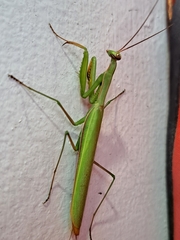 Mantis religiosa
