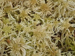 Sphagnum