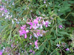 Desmodium batocaulon