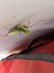 Mantis religiosa