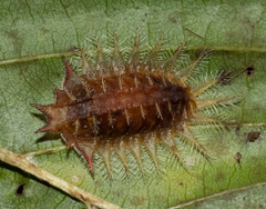 Isa textula
