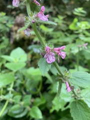 Stachys bullata