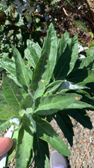 Artemisia douglasiana