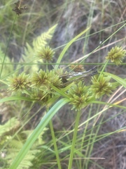 Cyperus eragrostis