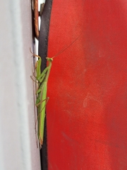 Mantis religiosa