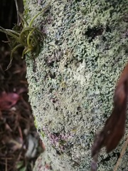 Physcia millegrana
