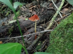 Marasmius siccus