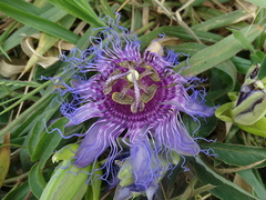 Passiflora cincinnata